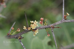 Gymnosporia wightiana